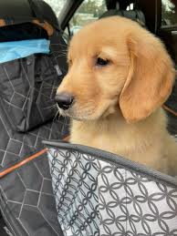Got my golden puppy today he's 8 weeks!!! What should I name him ? Any  suggestions