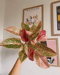 Pin On House Plant Chinese Evergreen