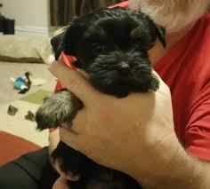 Browse thru our id verified puppy for sale listings to find your perfect puppy in your area. Yorkshire Terrier Puppies For Sale Kaufman Tx 284710
