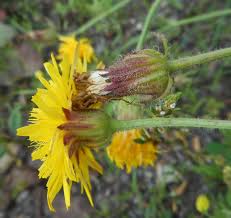 Image result for Emilia subscaposa