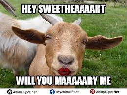 Goat Memes