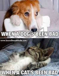 Who S Been Bad In 2020 Funny Animals Cat Memes Cute Animals