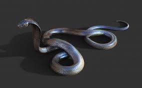 Die bekanntesten konkurrenten des inlandtaipans um die frage des potenteren giftes sind die schnabelseeschlange (enhydrina schistosa) und dubois' seeschlange (aipysurus duboisii). 3d King Cobra Die Langste Giftschlange Der Welt Premium Foto