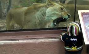 Lion Tries To Eat Baby And Other Videos Of Zoo Lions Trying To Eat Children Experts Weigh In