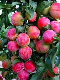 Pin On صور خضار و فواكه