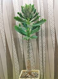 Image result for Monadenium torrei