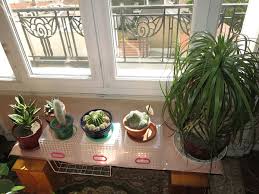 Todays latest technology allows the home gardener to grow just about anything indoors. Houseplant Wikipedia