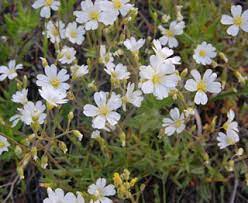 Little white flowers with yellow center. White Flowers Rocky Mountain National Park U S National Park Service