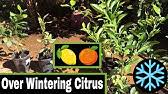 Keep a watchful eye on the weather. Ez Preparing Fruit Trees Young Or Old For Winter Youtube