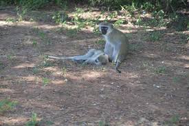 Image result for monkey fun