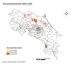 Situación laboral y ambiental de las piñeras en la zona norte. Expansion Pinera Continua Sin Freno Semanario Universidad