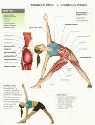 The Triangle Yoga Pose Improves The Body S Flexibility Yoga Benefits Yoga Anatomy Iyengar Yoga