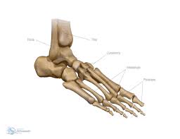 A leg bone is a bone found in the leg. Arthritis Orthopaedic Charlie Jowett
