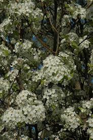 Flower in summer when most other trees are just green. 12 Best Trees To Plant In Southwestern Ontario Simpliscapes London Ontario