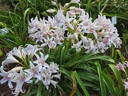 Image result for Crinum rautanenianum