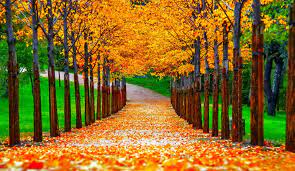 Picture of river flow with rocky boulders and fall leaves. Aesthetic Pretty Fall Backgrounds Novocom Top