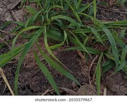 Image result for Axonopus flexuosus