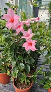 Image result for mandevilla obrázek