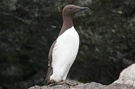Common Murre - Channel Islands National ...