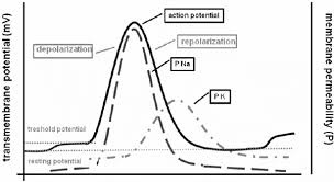 Effects Of Elevated Extracellular Potassium On The Stimulation Mechanism Of  Diastolic Cardiac Tissue - Sciencedirect