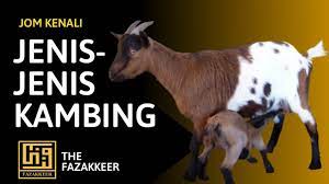 Dari jenis jenis kambing di atas, dapat disimpulkan bahwa proses perkawinan silang antara jenis satu dengan yang lainnya memang dibutuhkan. Kenali Jenis Jenis Kambing Di Malaysia Youtube
