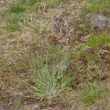 Image result for Holcus