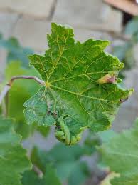 Image result for Calepitrimerus vitis