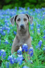 Blue Lacy Texas State Dog Breed Blue Lacy Dog Dog Photos Dog Breeds
