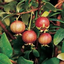Image result for Chilean guava images