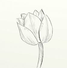 How To Draw A Beautiful Tulip Feltmagnet Tulip Drawing Flower Drawing Tulip Flower Drawing