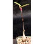 Image result for Synadenium glabratum