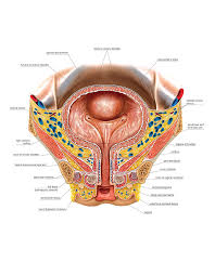 Image result for Bladder Anatomy