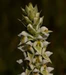 Image result for Satyrium sphaeranthum