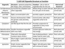 Maybe you would like to learn more about one of these? Ppt 7 12d Cell Organelle Structure Vs Function Powerpoint Presentation Id 2506616