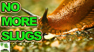 Instead water during the hot sun of the day, making sure there is enough time for the surface area of your garden to dry out completely. Slug Control In Garden How To Get Rid Of Slugs Youtube