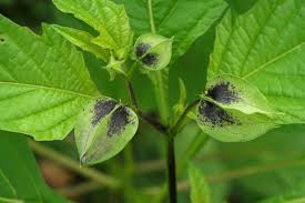 Image result for Nicandra