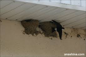 Результат пошуку зображень за запитом "стриж"