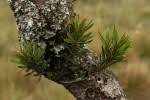 Image result for Myrica microbracteata