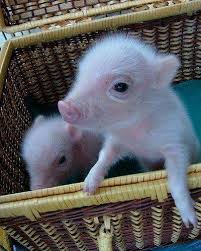 In 1984, his main character is winston smith. Pet Pig Names Click Visit Link For More Info Petpig Petpigtoys Petpigsmall Pet Pigs Baby Animals Baby Farm Animals