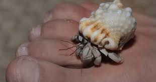 Animals Of Madagascar Hermit Crab Homes Hermit Crab Eating At Night