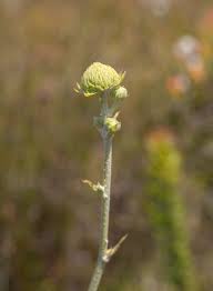 Image result for Holothrix villosa