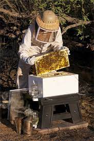 Learn more about our bee removal services in the phoenix, az metro area by calling our bee pest control experts today and scheduling an estimate. Bee Removal Bee Rescue And Local Honey Mesa Az Az Queen Bee