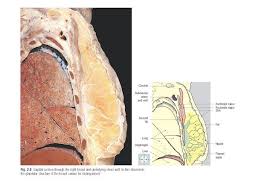 Histological diagrams of the trachea, oesophagus, a segmental bronchus, a bronchiole and the alveolar wall. Pin On Thorax Anatomy
