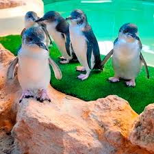 They aren't big fish, they are mammals that give birth to fully formed offspring, which they nurse with milk from the female dolphin's mammary glands. Perth Spring School Holiday Ideas