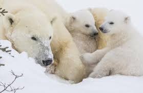 Pin By L M Apothecary On Animals Nature Bear Species Polar Bear Polar Bear Facts