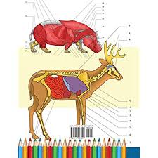 Color your way to a complete mastery of zoology with zoology coloring book. Buy Zoology Coloring Book Incredibly Detailed Self Test Animal Anatomy Color Workbook Perfect Gift For Veterinary Students And Animal Lovers Paperback November 29 2020 Online In Turkey 1914207092