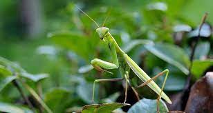 Praying mantis' are strong insects, so you need to believe regardless of anything. Praying Mantis Meaning Symbolism Spiritual Meaning When You See A Praying Mantis California Psychics