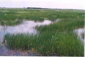 Image result for Eleocharis dulcis