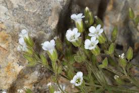 Image result for Dicoma arenaria