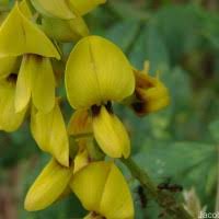 Image result for Crotalaria trichotoma